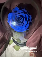  2 Single Forever Rose/وردة واحدة للأبد