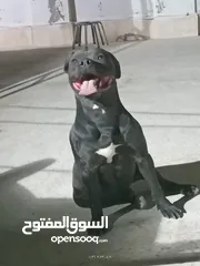  3 للبيع كلب بيتبول بيور