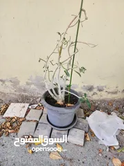  10 اصايص فايبر اصلي حجم كبير 8 ريال فقط