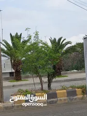  1 أرض للبيع في بدر الجديده حوض الحديب