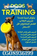  12 خدمة تدريب الكلاب آفضل النتآئج و آقل الأسعار