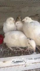  3 يوجد لدينا كميه ازا بدك تيجي  تحملهم كلهم