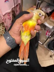  5 ببغاء جرين شيك مميز جدا جدا زي اللعبة فرخ نهاية فطم