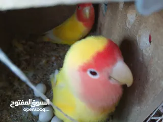  3 زوج ببغاء روز منتجين وتحتهم 7 بيضات بصحه ممتازه