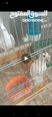  1 جوز كوكتيل البنيو مع فرخين عين حمرا