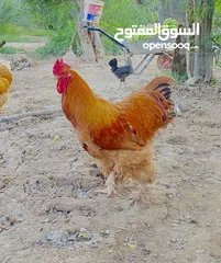  1 ديك كوشن للبيع