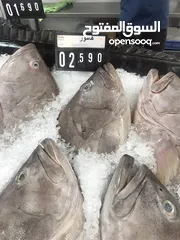  8 ‏للبيع سمك