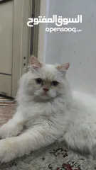  1 قط للتبني قط بريشن أبيض فرصة رائعة لتبني قط بريشن أبيض جميل ونظيف عمره أكثر من ستة شهور.
