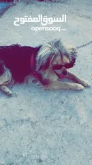  3 كلاب للبيع
