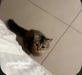  4 قطوة صغيره