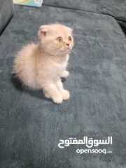  4 كتن سكوتش فولد  اقرأ الوصف شورت هير