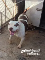  2 ذكور كلاب بيتبول للبيع