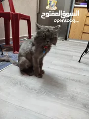  9 قط شيرازي سكني جميل للبيع يحب صاحبه جدا ايا يكن يحب الإسترخاء والنوم