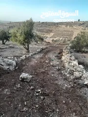  4 ارض زيتون للبيع في صوريف