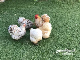  2 ديك واربع دجاجات كوجن للبيع