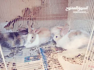  11 RABBITS FOR SALE