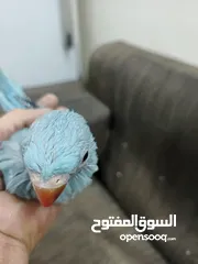  5 فراخ درة للبيع