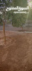  8 منزل مستقل للبيع