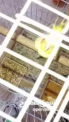  4 جوز كوكتيل شغالات ميه ب الميه أهالي فراخ وفي معاهم فرخ الجوز صلاه النبي الله يطرح البركه لصاحب النصي