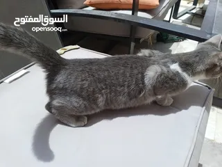  3 قطة انثى شيرازي هملايا للتبني مجانا عمر تسع اشهر مع ملحقاتها غير مؤذية وتحب اللعب و نظيفة