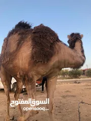  4 ناقه ثنيه طيبه قصا باللحم شغل ضحيه