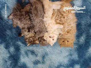 1 قطط مكس شانشيلا وهمالايا