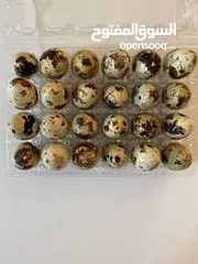  2 بيض فري جامبو ( سمان )