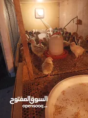  2 افراخ عرب وأبو ركبه البيع