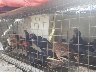  5 دجاج بلدي  وفرعوني وفيومي ولمبرغين