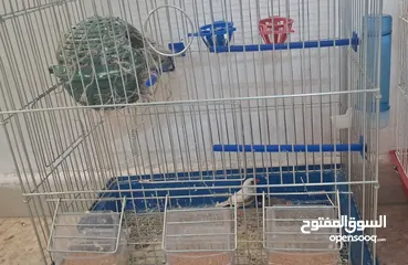  3 4طيور الجنه 2 ذكر 2 انثى(فناقس) مع 5 فراخ مع قفصين 30 دينار القفصين