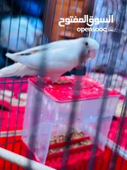  8 جوز روز البينو بيور ابيض صافي حاليا تحتو فرخ 3 بيضات