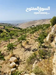  4 ابو موسى القواسمه