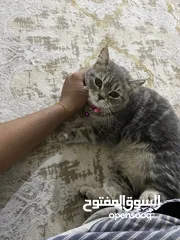  1 هاملايه نثيه زقيره 5شهر ماذب شعر نضيفه