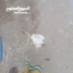  3 جعد نعيميات اصل