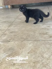  5 قططط من نوع سيامي ذكر و انثى