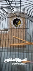  3 جوز ببغاء كايك بلاك كاب