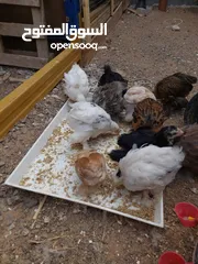  13 دجاج وصيصان كوشن العملاق