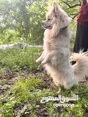  3 كلب من فصيلة لولو فوكس