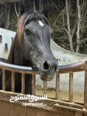  2 Black Arabian stallion