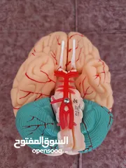  14 ثلاثة مجسمات طبية