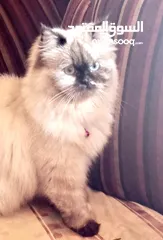  4 قطط  وكتن مشكل للبيع