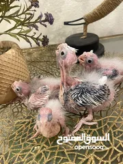  7 من اجمل طفرات وألوان الكروان الهولندي بسعر العادي