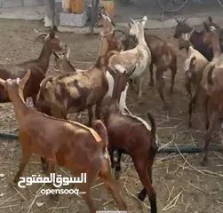  2 اغنام صلاليه