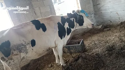  5 بقرة بطن ثالث للبيع