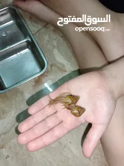  3 حلزون افريقي عملاق African snails