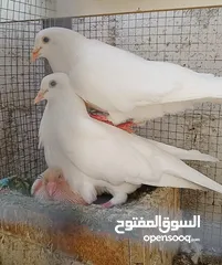  6 حمام فرنسي اصلي السلاله اكبر حجم منتج  الجوز