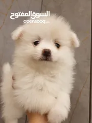  10 جراء بوميريان اصغر حجم تيكب