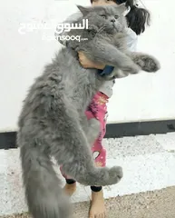  2 قط بريطاني للبيع