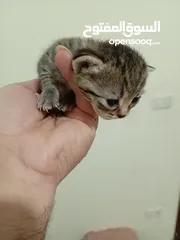  9 قطه و قط كتن كتنز بيبي القطه همالايا و صغيره شيرازي ابيض  و  سكوتش مع 7 اولاد و قنفذ و سلحفاه و بطه