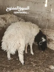  2 خرفان 2 بلديات لحم صافي وزن 50 كيلوا قايم